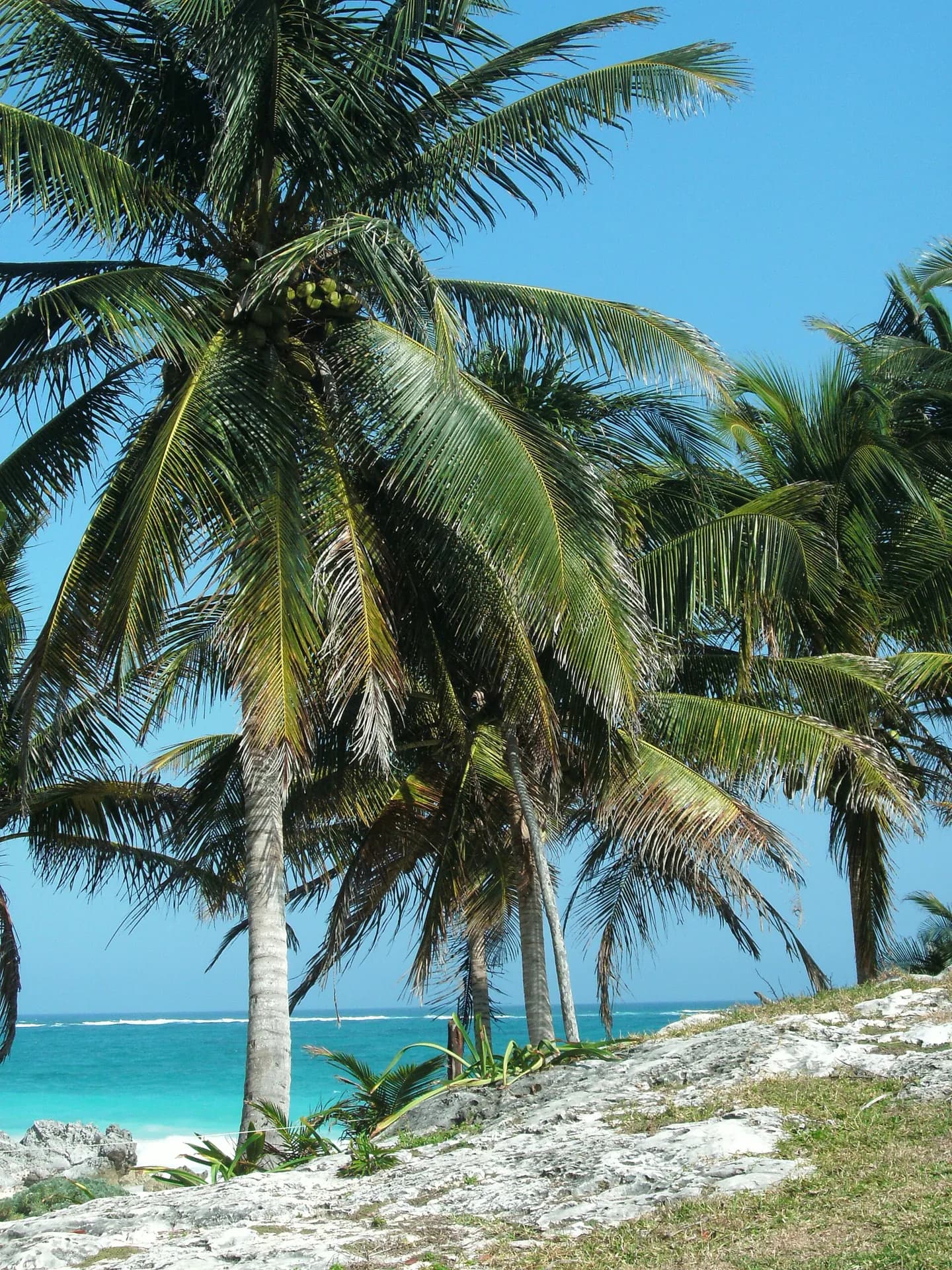 Palmeras altas frente al mar Caribe